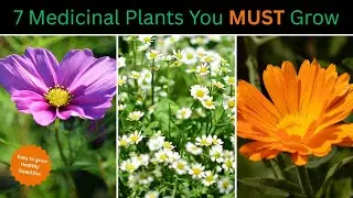 7 Medicinal Plants You MUST Grow