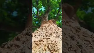 #tree #view