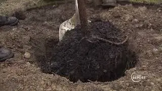 Grit City Trees - Tacoma Report - June 28, 2024