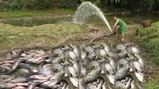 Full Video : Fishing Exciting, Use A Large Capacity Pump, Catch Many Of Fish In The Lake