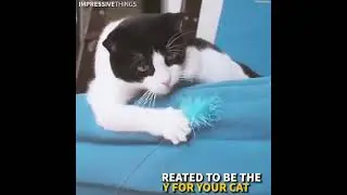 Cat Toy robot Future Technology Videos 54