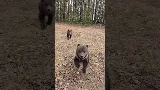 Two baby bears attack 🐻
