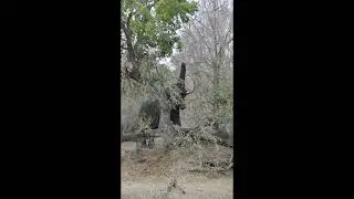 Elephants enjoying Lake Panic in the Kruger National Park