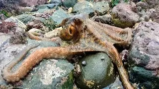 OCTOPUS CATCH & COOK | OCTOPUS TERRINE | COASTAL FORAGING