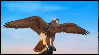 Flying falcons