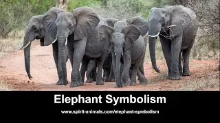 Elephant Symbolism