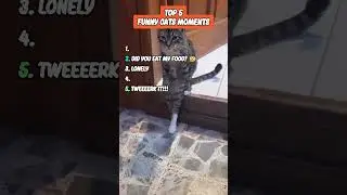 top 5 funny cats 5 #comedycats #cat  #comedyshorts #top5 #shorts
