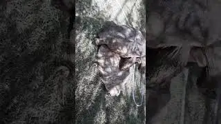 tortoise having intercourse inside turtle park