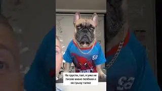 #французскийбульдог #собака #собакаприколы #суперсобака #бульдоги #frenchbulldog #funnydogvideos