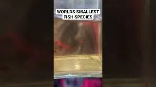 Самая маленькая рыба в мире!