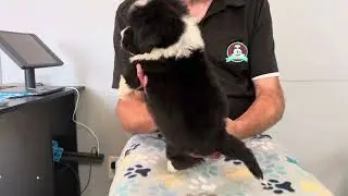 Jewel - Standard Sheepadoodle Puppies For Sale - Sheepadoodle Breeder - Prairie Hill Puppies