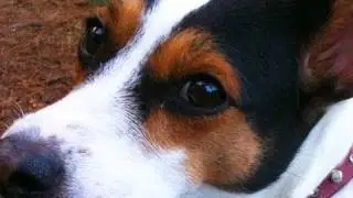 Super Smart Dog!