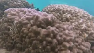 Schnorcheln auf Koh Tao  2018   #Kohtoa #Underwater #snorkeling