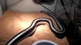 Jenny the Mexican Rosy Boa