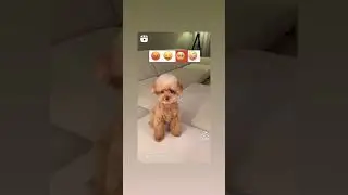 puppy vs emoji | Puppy | Cute Stuff