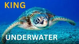 4k Ultra HD Underwater Paradise | Mysterious Sea Animals | OLADEKING Relaxation