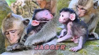 The Adorable Baby Monkey Cuddling Its Mother | Heartwarming Wildlife Moment | The World Animals