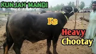 heavyweight Katty rate in kunjah mandi Gujrat || kunjah mandi katton ke rate || waqas goat farming