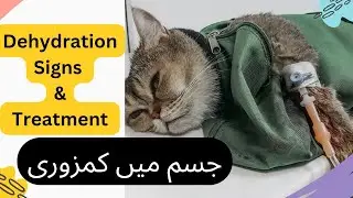 Dehydration in cats home treatment || how to check dehydration? || Animalia Dot Pk