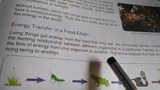 EVS 4th std. Energy Transfer in a Food Chain( 2)