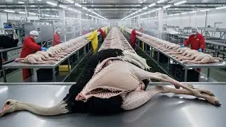 Inside the Ostrich Leather Factory &ndash;How Exotic Skin Becomes $30,000 Designer Handbags (Full Process)