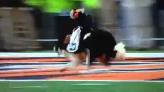 Monkey riding dog at Bengals game