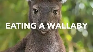 Eating Wallaby in Tasmania