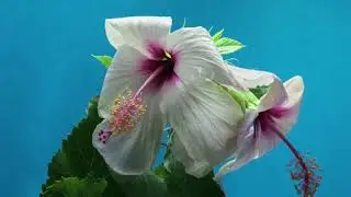 Beautiful Flower Scenery and Ambient Music for Meditation