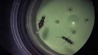 Carrion fly eating ejaculate