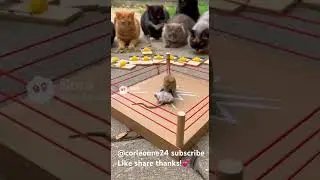 MMA Mice Martial Arts!#animals #wrestling #sports #games#fun  #cat #cute #funny#comedy #funny#memes