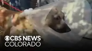 K9 Roam discharged from hospital after surviving stabbing, losing hind leg