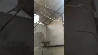 CUCAK RAWA KANDANG TERNAK