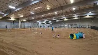 NADAC Trial 032925 Elite Jumpers 1 #cavamutt #dogagility #teampolly