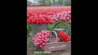 سورة الصف للقارئ عمر الهاشمي