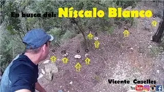 Niscalos blancos buscando la russula delica sin salir del camino