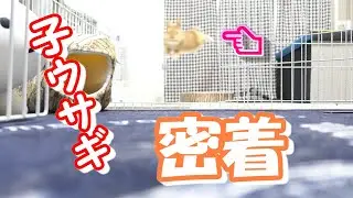 ネザーランド・ドワーフの子ウサギに密着