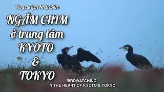 Ngắm chim ở trung tâm Kyoto & Tokyo | Birdwatching in the Heart of Kyoto & Tokyo