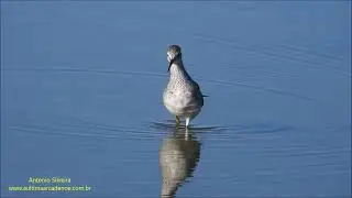 Lesser Yellowlegs (Tringa flavipes) by Antonio Silveira.