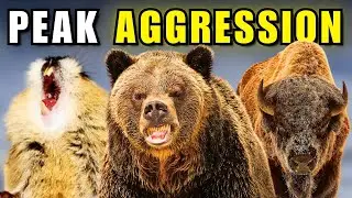 6 самых агрессивных животных на Аляске