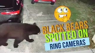 Black Bears on Ring Cameras: Orlando, Florida Compilation (March 2024 - Present)
