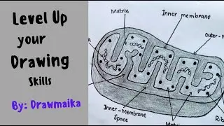 How to draw mitochondria easily | Mitochondria Diagram