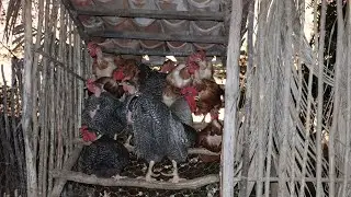 A importância dos poleiros na criação de galinhas poedeiras