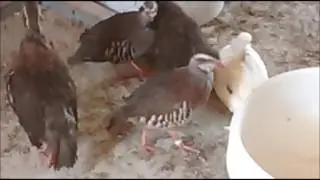 por el canto de la perdiz se sabe si es macho o hembra