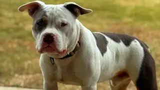How to MANAGE high drive puppy/dog‼️ #pitbull #dog #americanbully #animals #shorts #fyp #doglife #fy