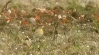 Isabelline Wheatear Eemshaven, 1 september 2006