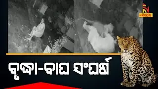 Leopard Attack: Old Woman Barely Survived In Goregaon | NandighoshaTV