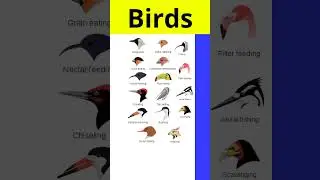 Type of bird food by the shape of the beak #birds #beaks #birds_facts #animals #foodshorts #fyp