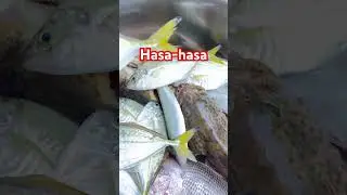 Yellowtail scad fish #trending #fishing #viral @KafishoninAustralia