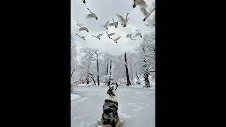 Dogs vs Birds Moment &mdash; Feathered Sheep Invasion #dog #viral #shorts