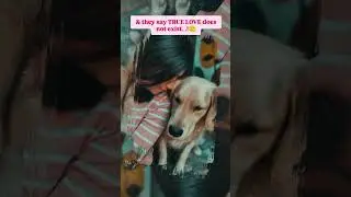 ohkey...then what is this ...?🥲✅#truelove #exist #viral #shorts #pets #love #goldenretriever #puppy